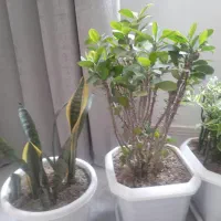 4 عدد گل طبیعی زیبا و سرحال
