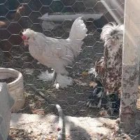 فروش یک جفت مرغ وخروس لهستانی|حیوانات مزرعه|فیروزآباد (فارس), |دیوار