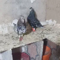 کوهی دمپاک