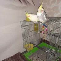 عروس هلندی|پرنده|میانه, |دیوار