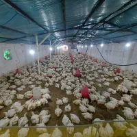 فروش مرغ زنده ارگانیک سر مرغداری