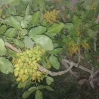 پسته اجیلی مخلوط