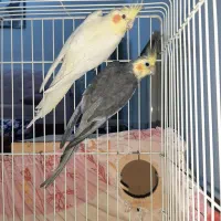 عروس هلندی مولد جفت خورده سالم