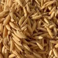 تخم جو هاشمی  اصلاح شده