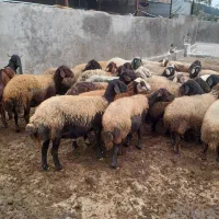 گوسفند|حیوانات مزرعه|گرگان, |دیوار