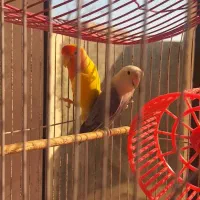 دو عدد کوتوله برزیلی جفت