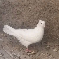 یک عدد کبوتر گردن اسبی گم شده  زنگوله پاشه