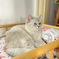 بچه گربه اسکاتیش