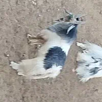 کهره دوبر شاخ انبری تخمی