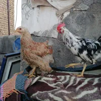 مرغ و خروس نژاد دار