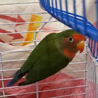 طوطی برزیلی کله هلویی نر