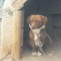 پاکوتاه|سگ|بیجار, |دیوار