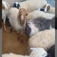 کارگر برای کار کشاورزی و چوپانی