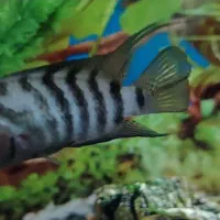 سیچیلاد گوره خری مولد نر کشیده معاوضه با...