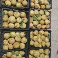 فروش به درجه یک جوزدان