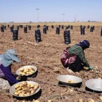 سرکارگری انجام تمامی کار های کشاورزی