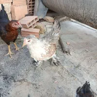 جوجه مرغ پاپر لاری و‌گلپایگانی