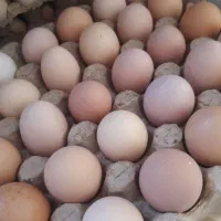 تخم مرغ محلی گلپایگان اصل