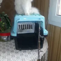 باکس سگ و گربه