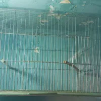 قفس پرون|لوازم جانبی حیوانات|شیراز, باغ تخت|دیوار