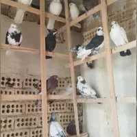 ۲۵جفت جوجه کفتر ناجلد|پرنده|کاشان, فاز ۱ ناجی آباد|دیوار