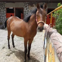 کره نریون ۵ ساله