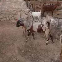 نری|حیوانات مزرعه|بندرعباس, |دیوار