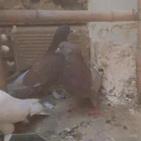 یه جفت کفتر نرو ماده