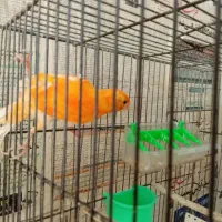 سلام یک جفت قناری سرخ مست مستخون|پرنده|مشهد, ادیب نیشابوری (شهرک غرب)|دیوار