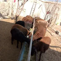 گوسفند، بره قزل افشار نر وماده|حیوانات مزرعه|سراب, |دیوار