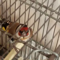 2عدد‌سهره‌نرقلمی‌و‌گل‌بلند|پرنده|اردبیل, |دیوار