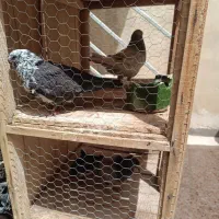 کبوتر با قفس