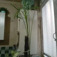 گل نخل مرداب