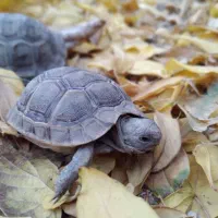 لطفاً همه به عکس دقت کنید|خزنده|بم, |دیوار