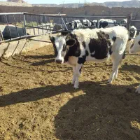 گاو آبستن شش تا گوساله ماده دوتا گوساله نر|حیوانات مزرعه|تربت جام, بوستان وحدت|دیوار