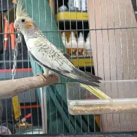 جوجه عروس هلندی  گلباقالی و سیامون