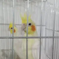 فروش عروس جفت یاتخم قفس