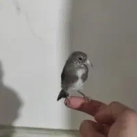 سهره نر گل انداخته|پرنده|ساوه, |دیوار