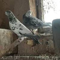 کبوتر نر جوان خوش ذات