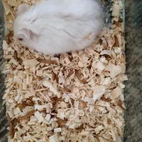 سه عدد همستر|موش و خرگوش|اصفهان, شهرک کوثر|دیوار