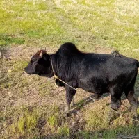 کلچه|حیوانات مزرعه|تالش, طولارود|دیوار