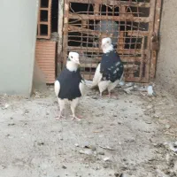 کبوتر کربلایی|پرنده|شال, |دیوار