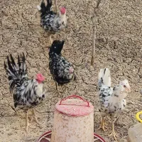 مرغ وخروس گلین چهلتاج ریشو فول|حیوانات مزرعه|اهواز, کیانشهر|دیوار