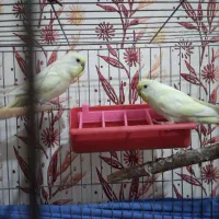 با جفت طوقی یا جفت جوجه طوقی زاغ یا جفت جوجه زاغ