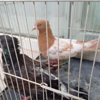 کبوتر زیبا سالم