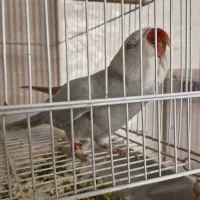 طوطی نیمه رام ، ملنگو