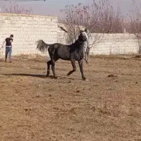 اسب اخته اصل کوردی ۷ساله