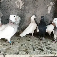 ساعت طرح کفتر