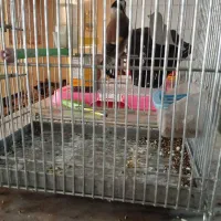 یکعدد سهره باغی یکساله قفس