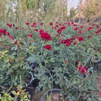 نهال و بوته گل رز سرشاخه قرمز پر گل|گل و گیاه طبیعی|فلاورجان, |دیوار